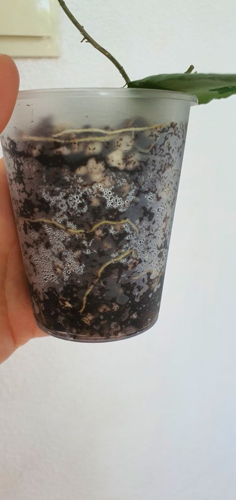 хойя каудата  черенки