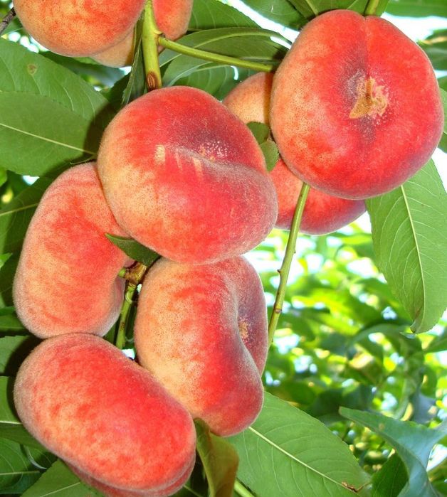 Pomi Fructiferi Columnari Piersic