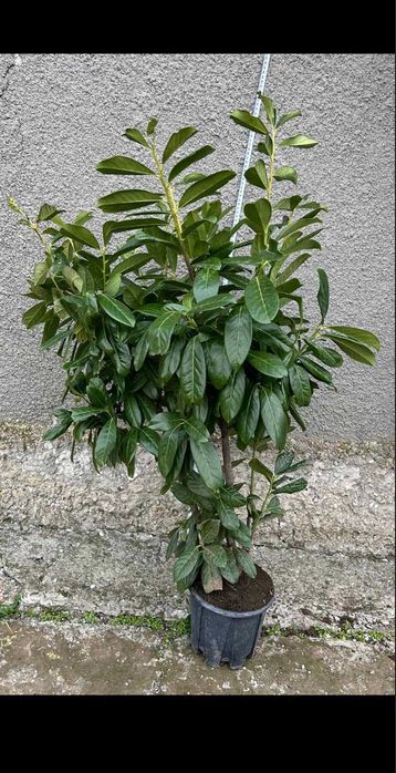 Разнообразие от цветя