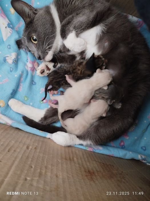 Бронирование котят