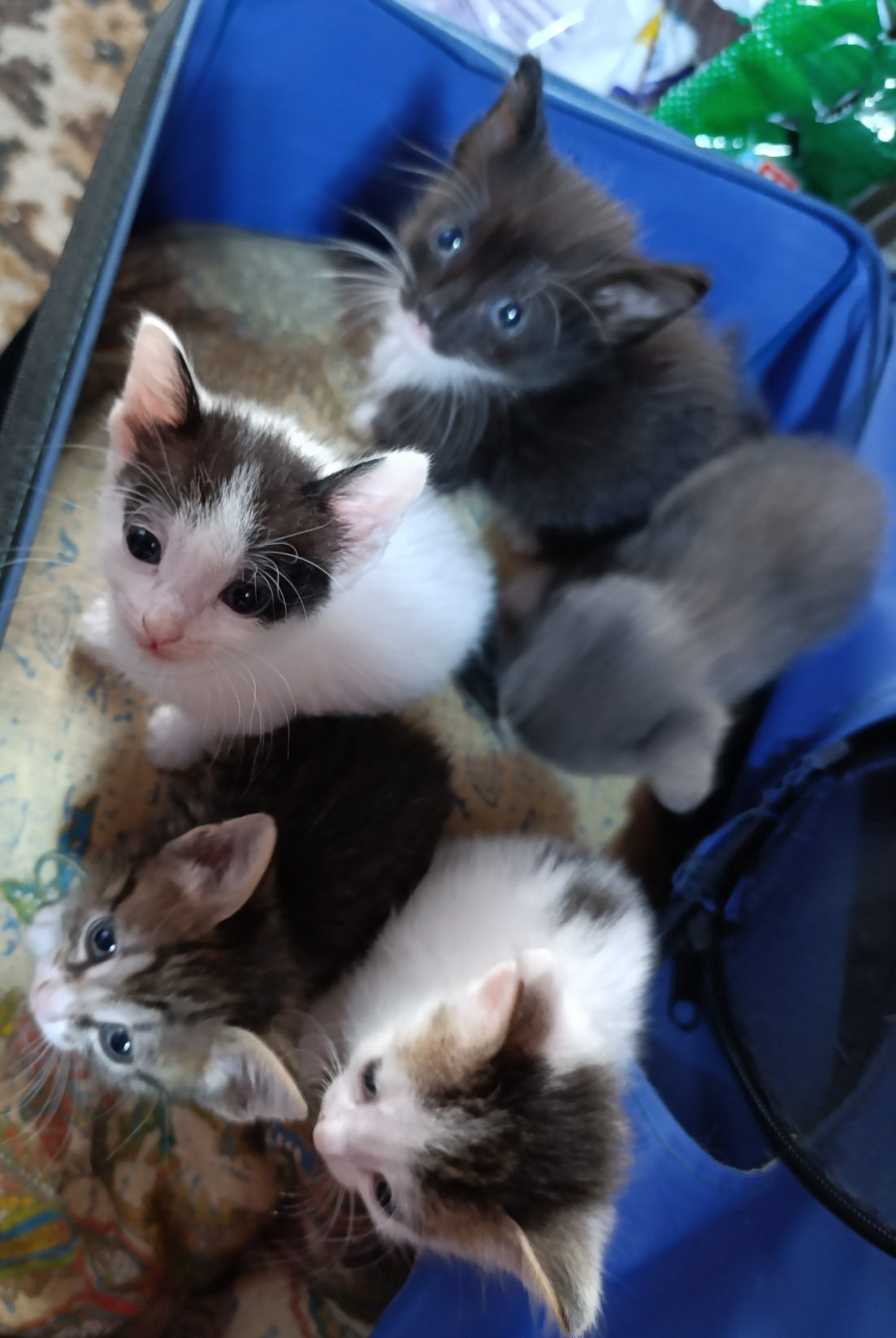 Котятки ищут дом