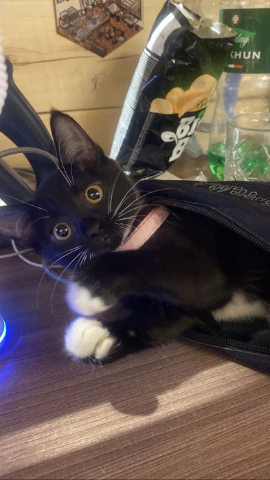 Отдам котенка со всем что к ней прилагается