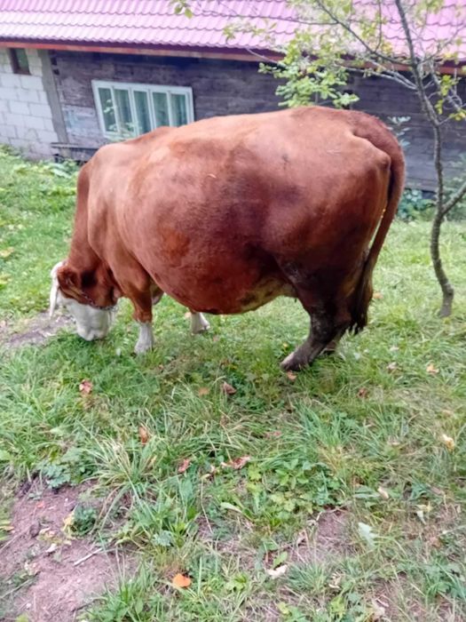 Vand vaca gestanta