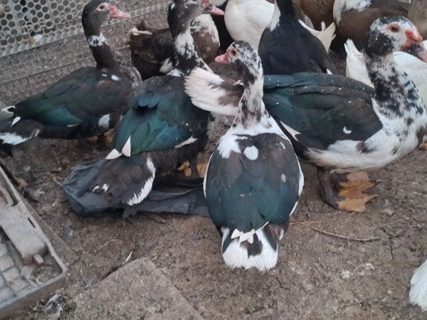 Vând rațe leșești de anul acesta