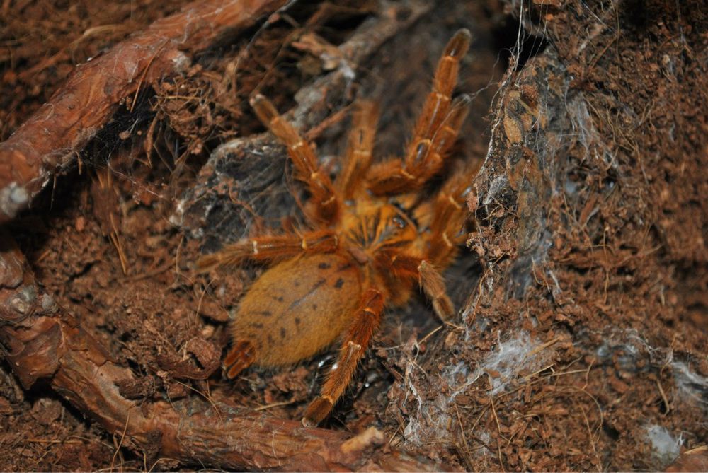 Продам Pteronochilus murinus