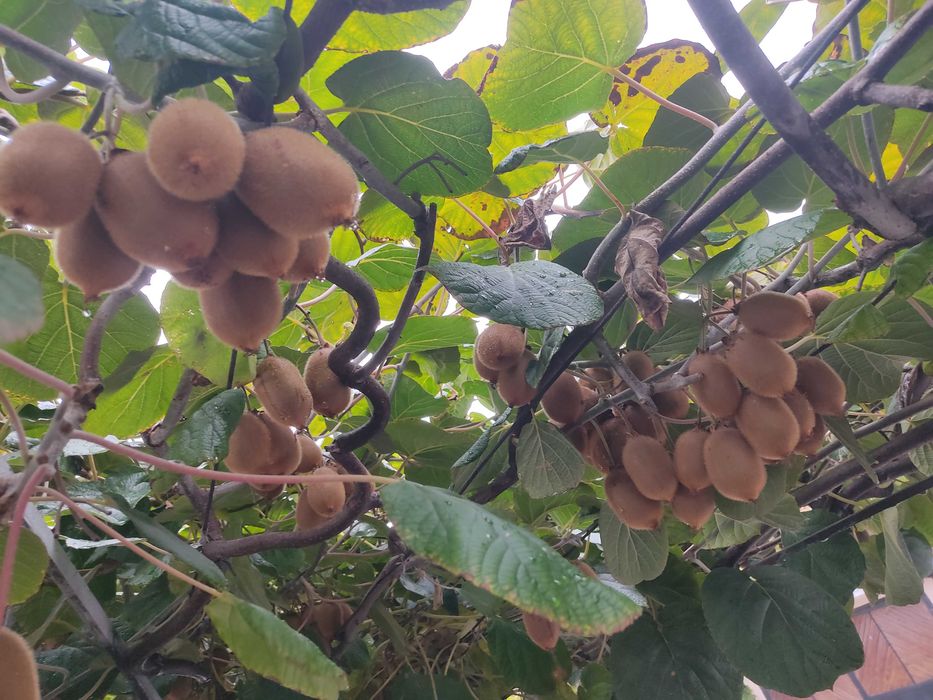 Райска ябълка и Киви