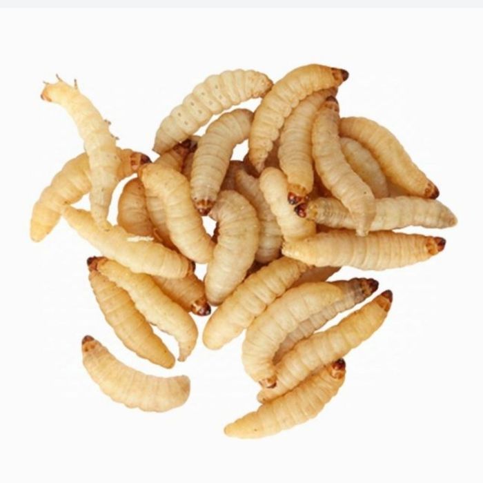 ПЖВМ - огнёвка сухая, настойка на личинках восковой моли