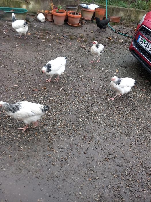 Cocoși Sussex și Australop