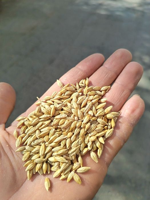 Арпа тозаси Оптом дехкондан  Ячмень оптом Доставка