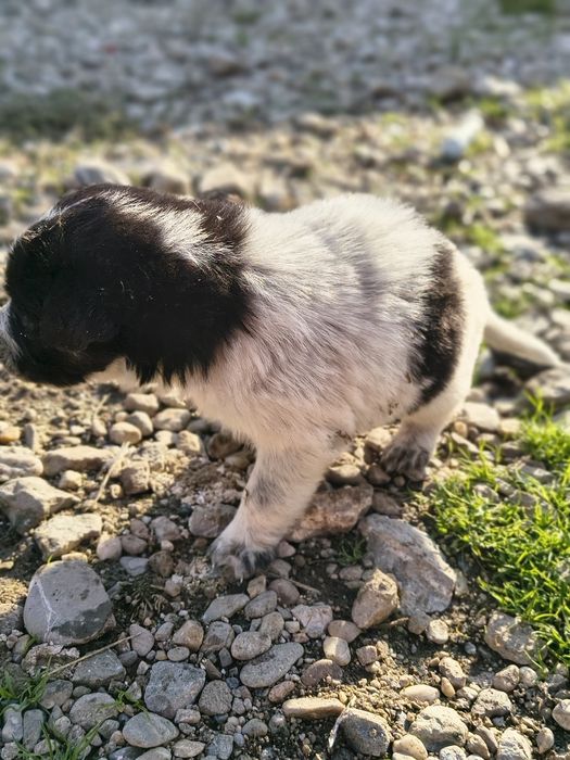 Donez cățeluși pufoși