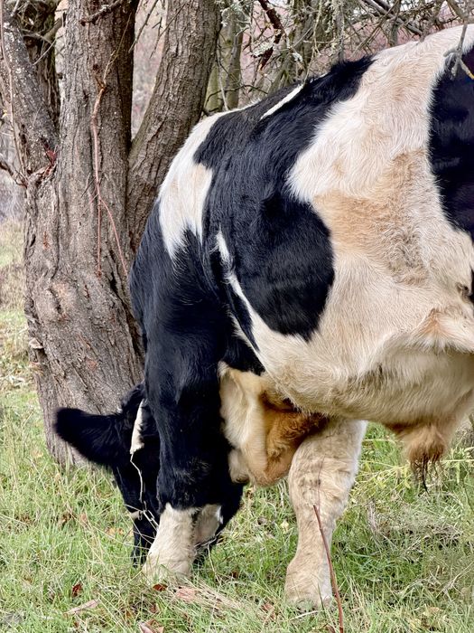 Vand taur varsta 11 luni