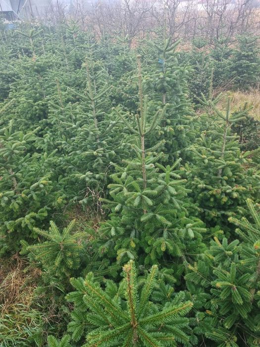 Brazi argintii pentru Craciun