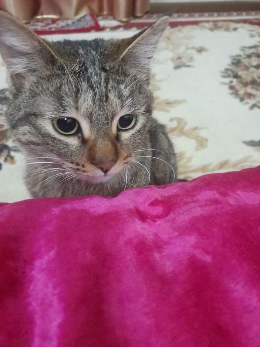 Кошки  и котята в хорошие руки