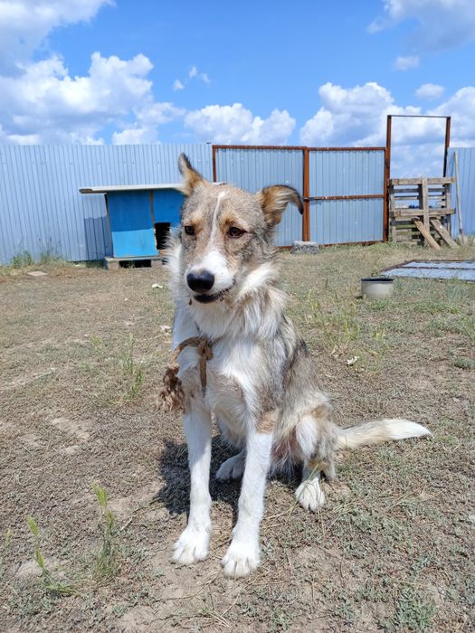 Отдам собаку в хорошие руки