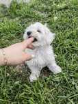 Femela Bichon Maltez