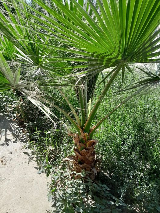 Harxil gullar sotiladi