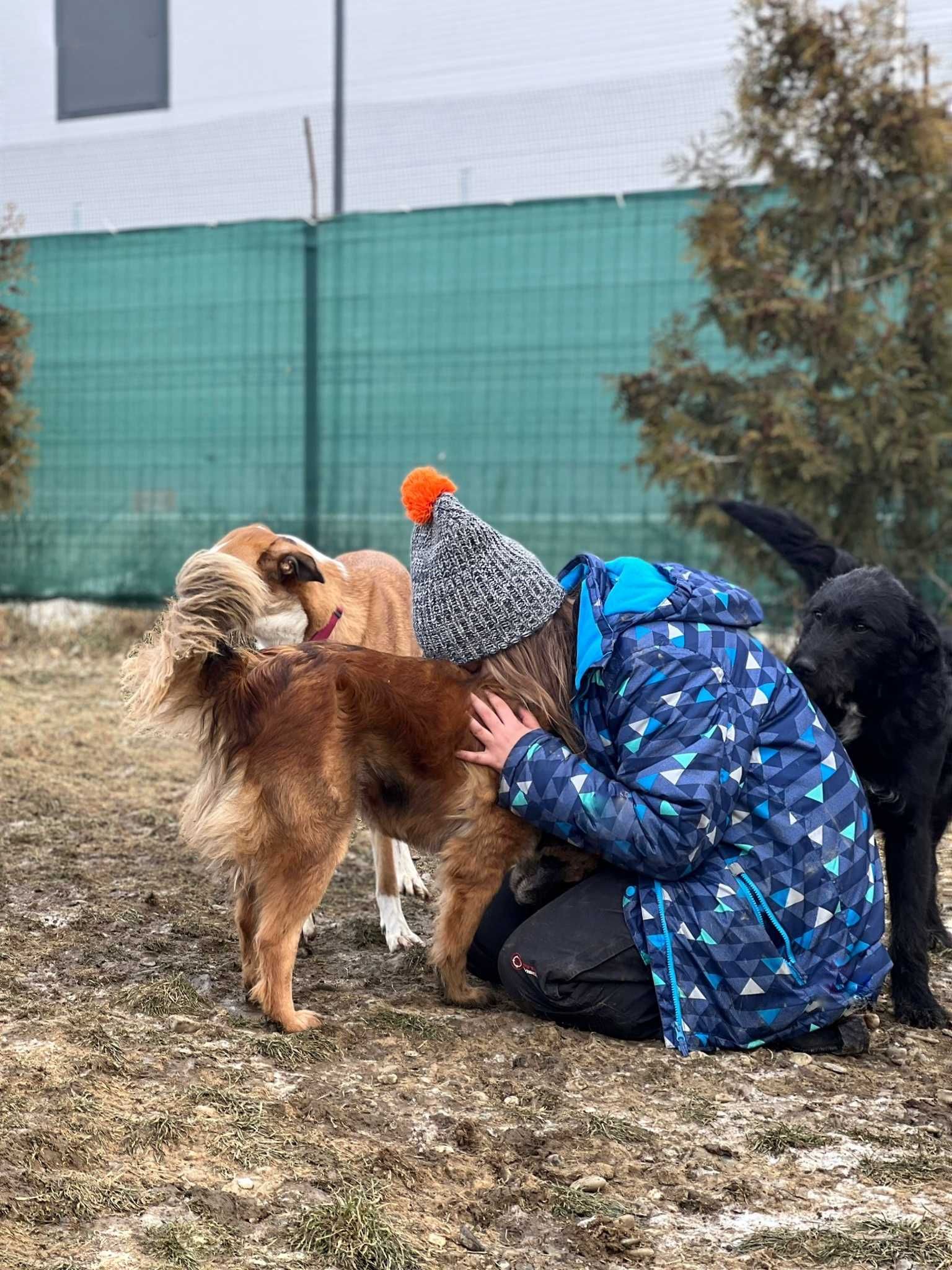 Pet sitter - Ilfov & București (cazez UN SINGUR cățel odata)