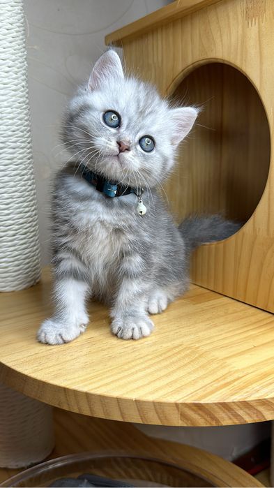 Чистокровный мальчик шотландский страйт с паспортом