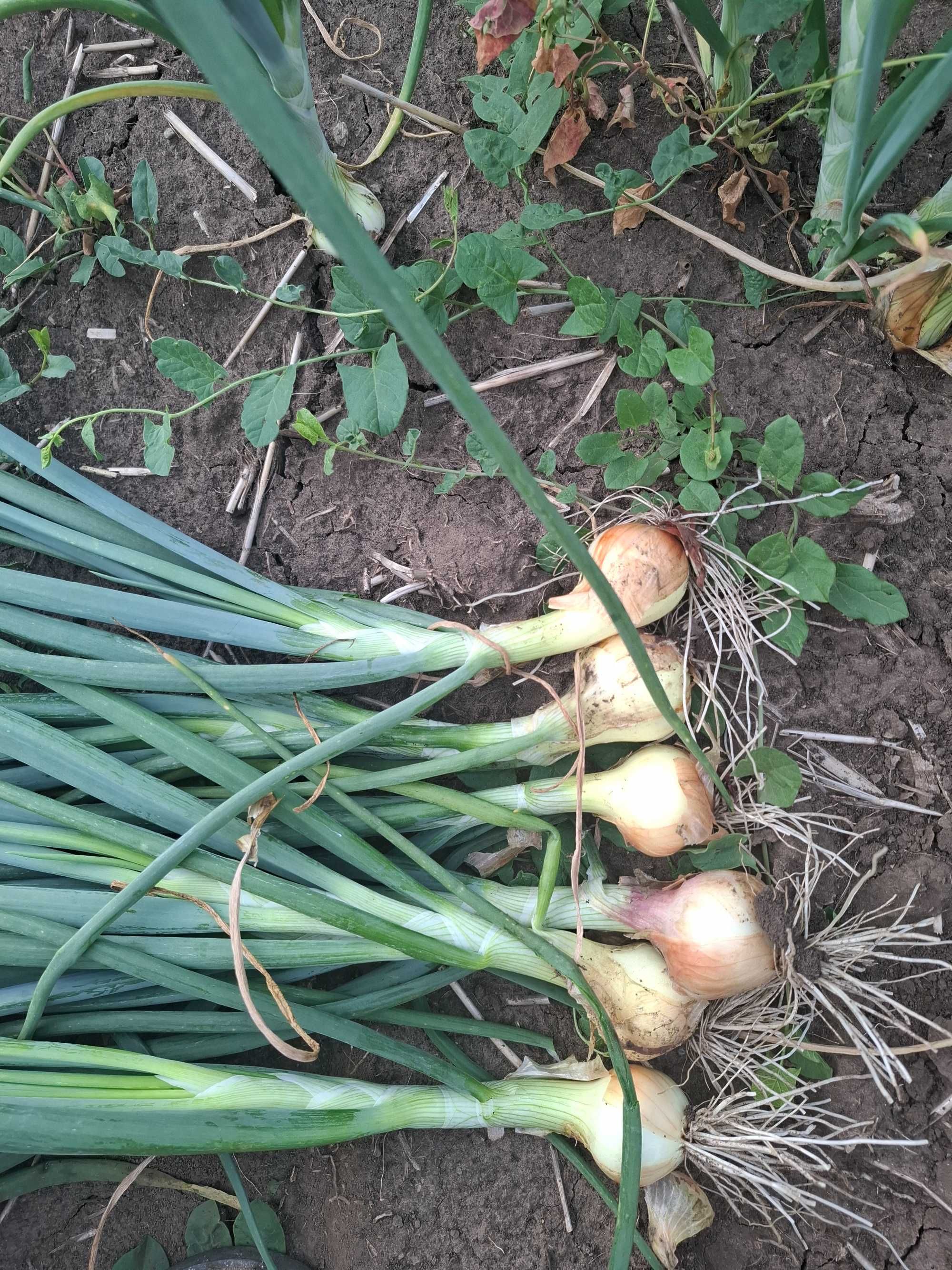 Vand ceapa verde cu bulb