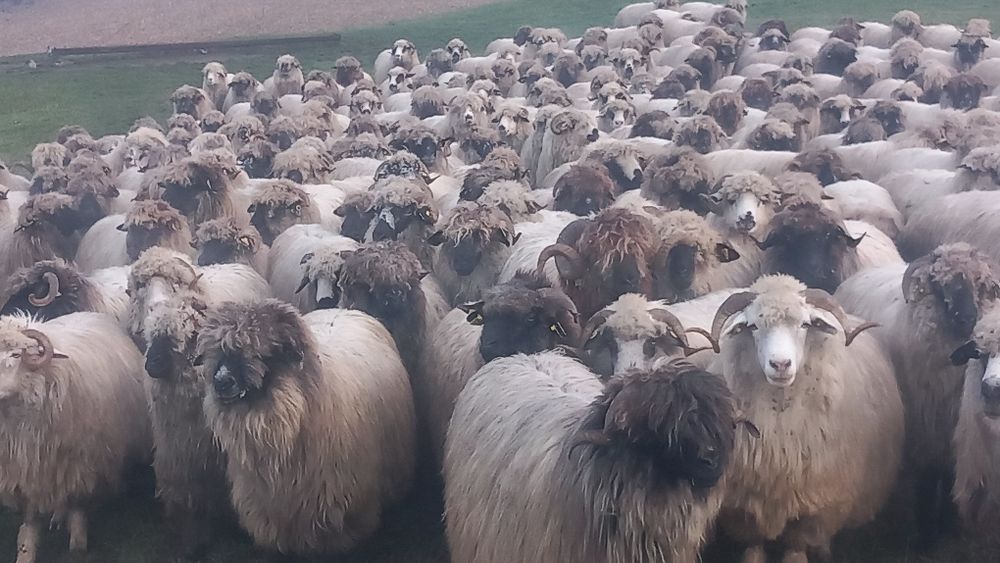 Oi bucalai de vânzare pentru detalii la tel