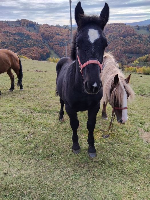 Vînd mînz de 6 luni