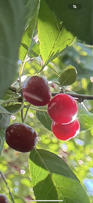 Саженцы вишни шпанки