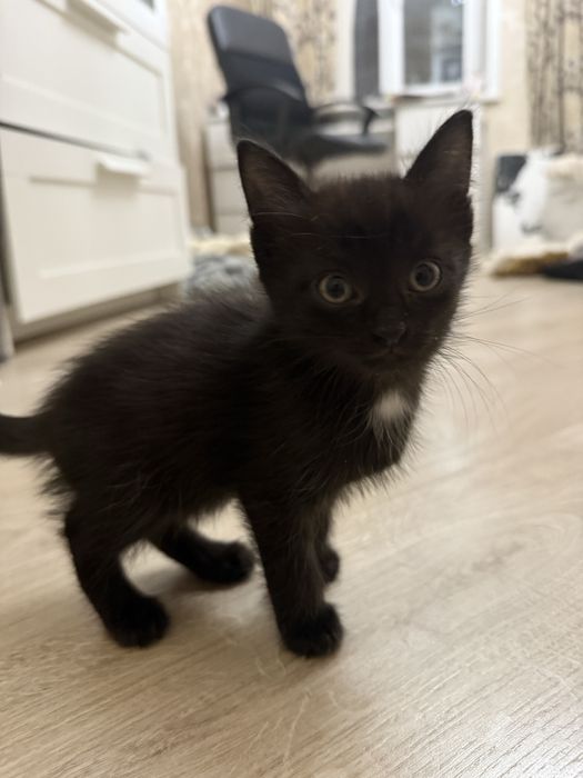 Котенок 3 месяца