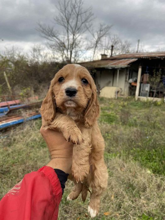Малки кокерчета мъжко и женски