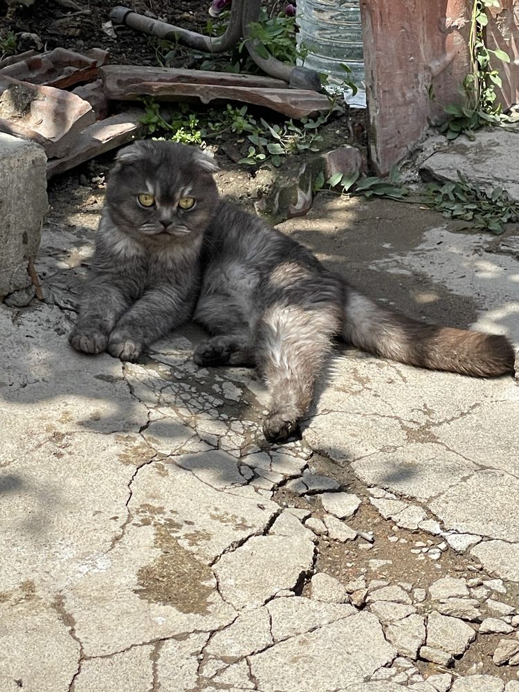 Scottish Fold котка