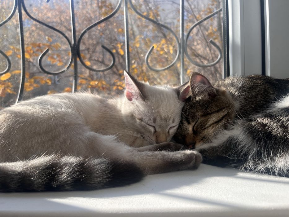 Отдам мать кошку с котенком бесплатно