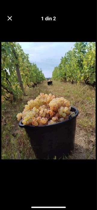 Vand struguri de vin cu livrare la domiciliu