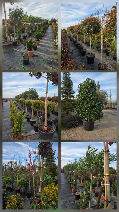 Vindem Magnoli Grandiflora Palmieri etc