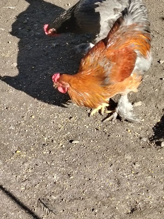 Vând cocosi sau schimb