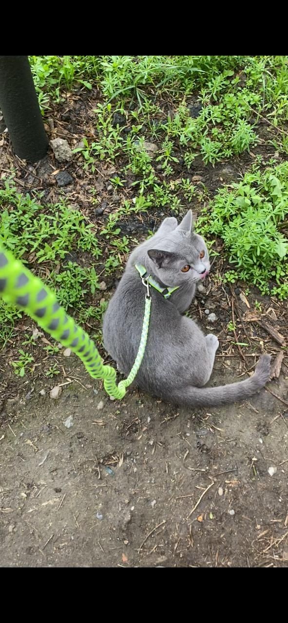 Британ мысық ,кот
