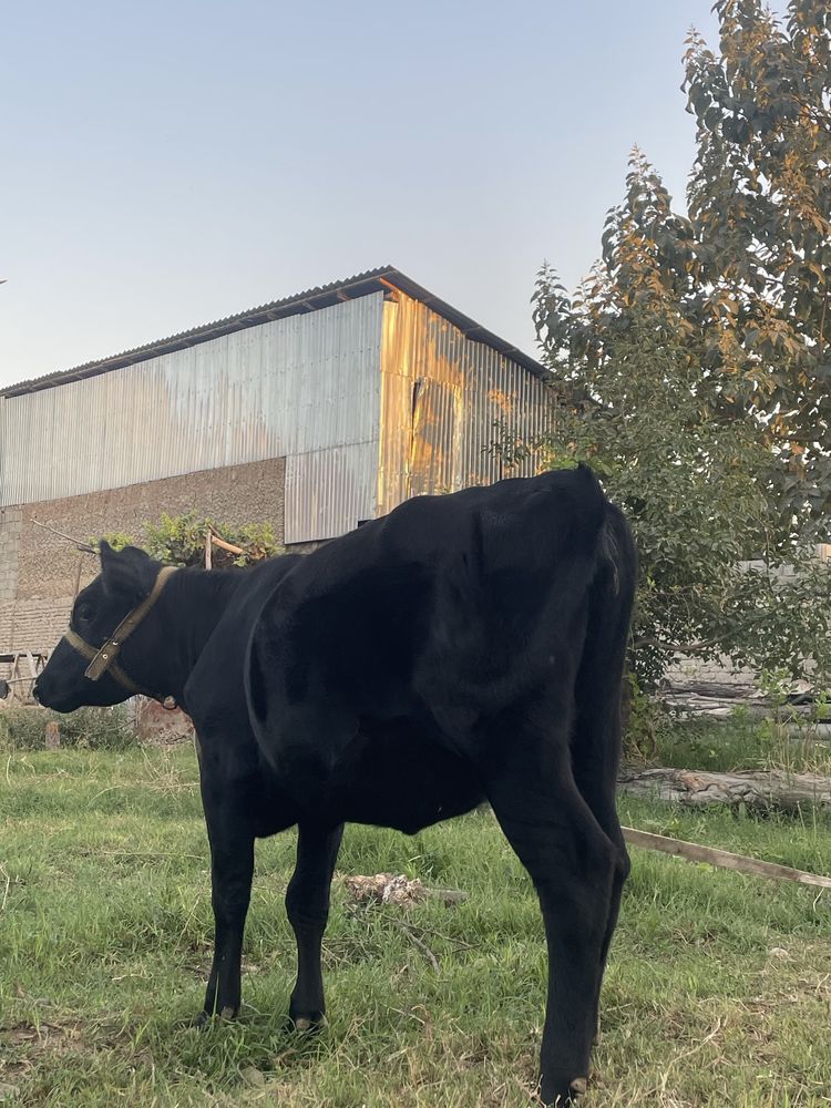 Zoti Angus Xonajin