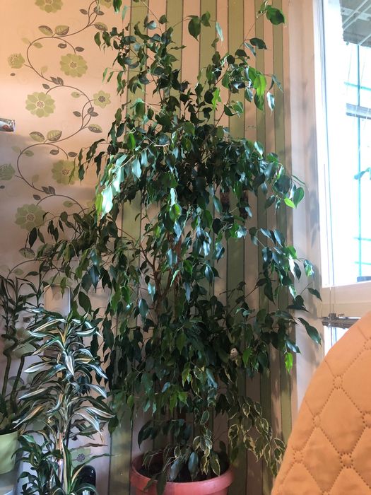 Бенджамин зелен и шарен