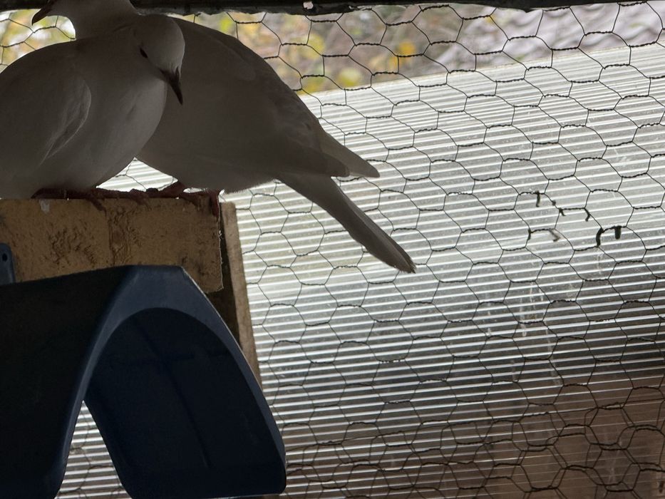 Vand 2 perechi de pauni si turturele