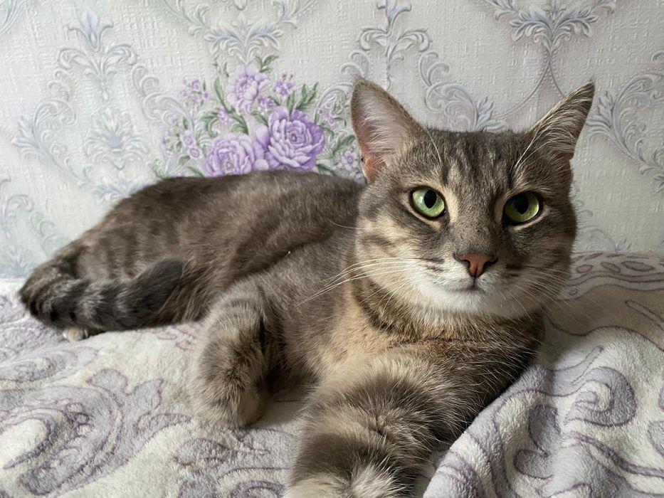 Отдам красивого кота