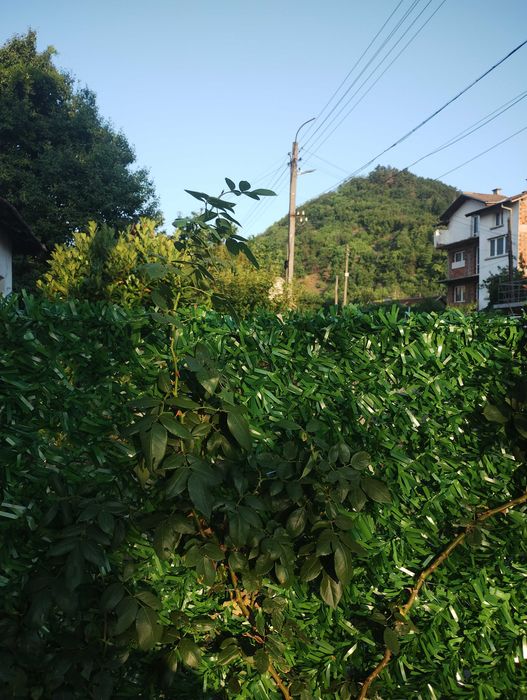 Дава се под наем Етаж от къща в Берковица - 97 кв.м за 35496 € - Снимка #4