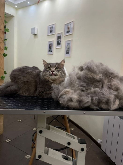 Кошка очень игривый