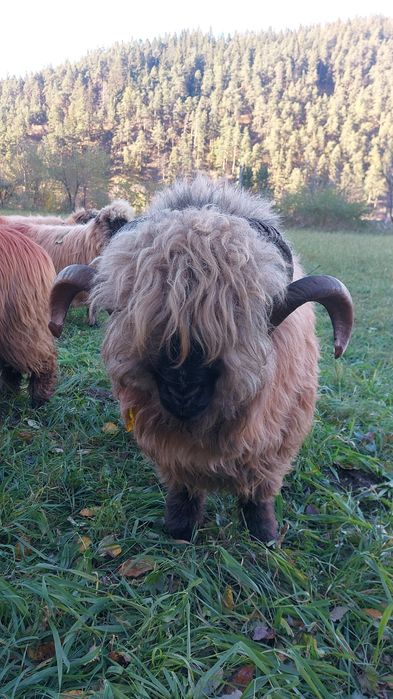 Berbeci bucalai de vânzare