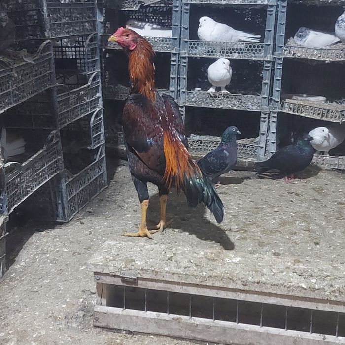 Жужа майски Корейц  китай