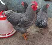 Vand plymouth rock barat