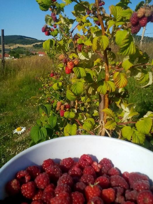 Drajoni   zmeura soi vechi aromat si mure fara tepi  livrare gratis CJ