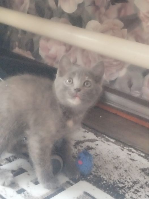 Котенок девочка.