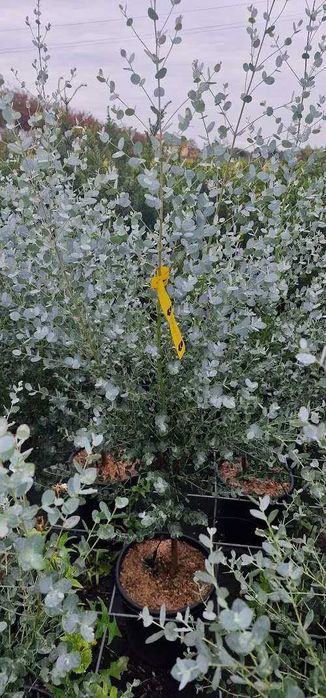 Eucalyptus Gunni Baby Blue