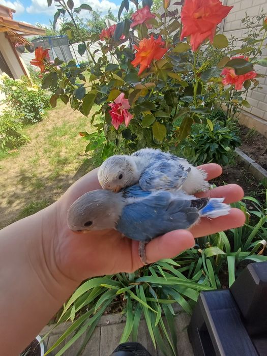 Agapornis blanzi , crescuti la mana