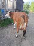 Vand  vaca baltata
