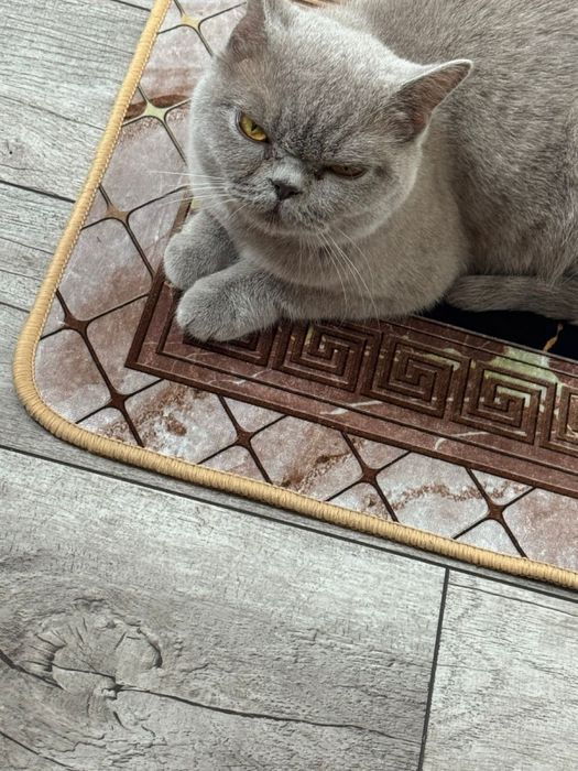 Отдам кошку в добрые руки