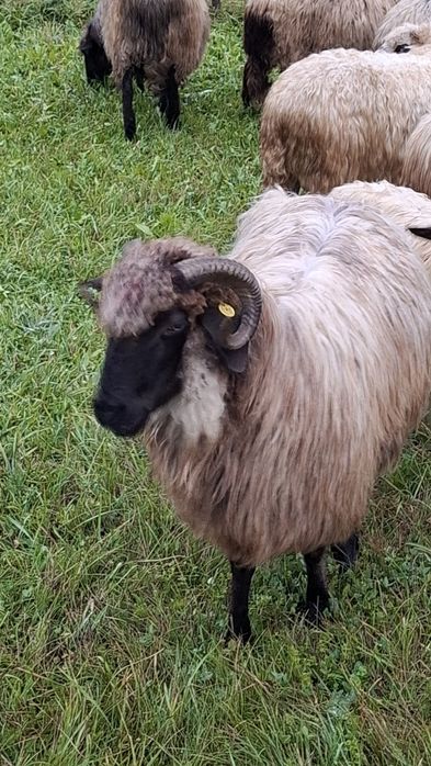 Vând 5 oi, 2 berbeci si 2 cârlani